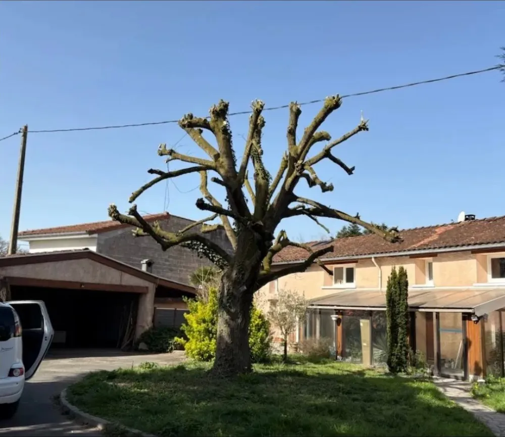 Élagage à Saint-Avé