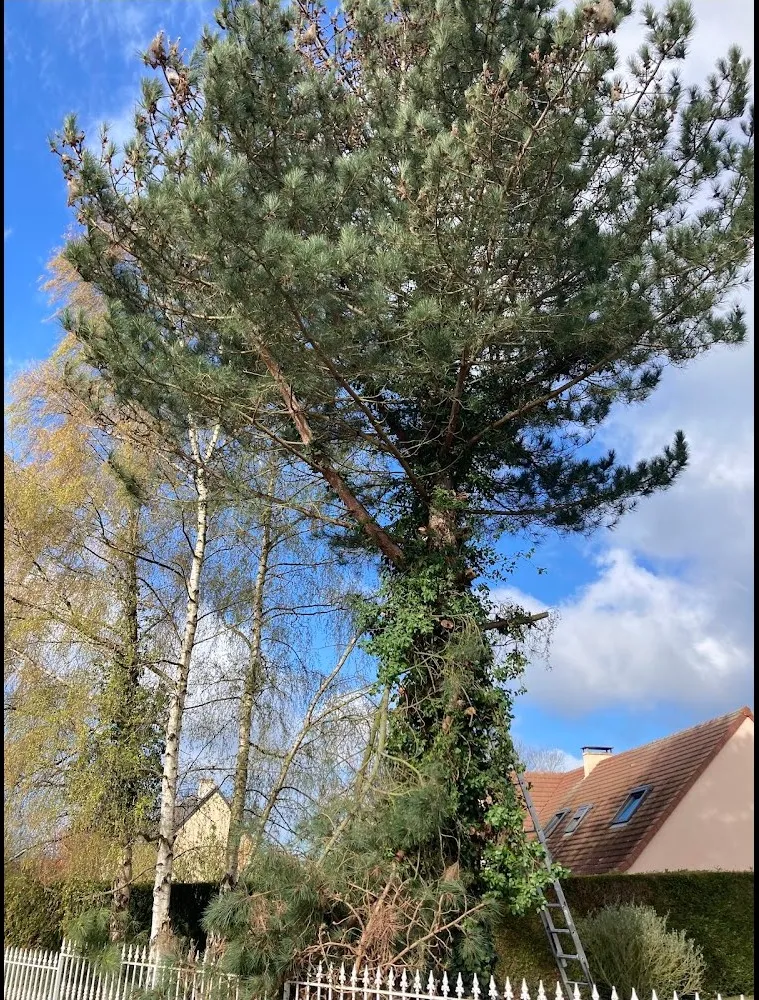 Dessouchage à Sarzeau